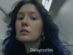 Daisycurles